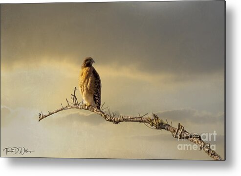 Wildlife Metal Print featuring the photograph Morning Hawk by Theresa D Williams