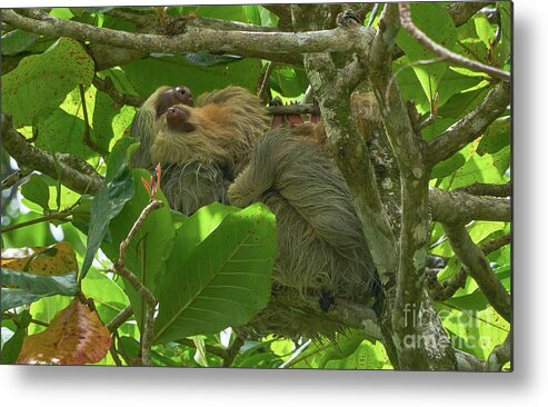 Costa Rica Metal Print featuring the photograph Mother's Love by Brian Kamprath