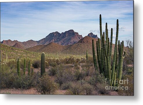 Desert Southwest Metal Print featuring the photograph Organ Pipe Cactus National Monument by Jeff Hubbard