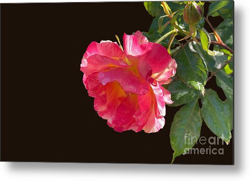 Roses Metal Print featuring the photograph Pink Disney Rose out of black by Brian Watt
