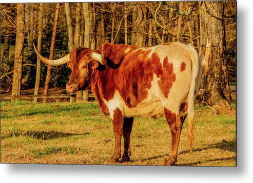 Longhorn Metal Print featuring the photograph Pride of Texas by Marcy Wielfaert
