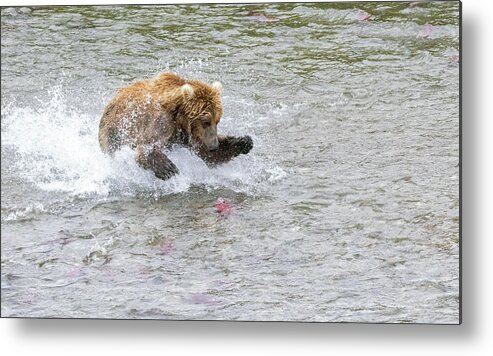 Alaska Metal Print featuring the photograph Salmon in Sight by Cheryl Strahl