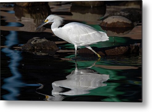 Snowy Egret Metal Print featuring the photograph Snowy Egret 2 by Rick Mosher