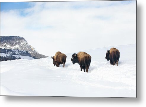 Snow Metal Print featuring the photograph Snowy Journey by Art Cole