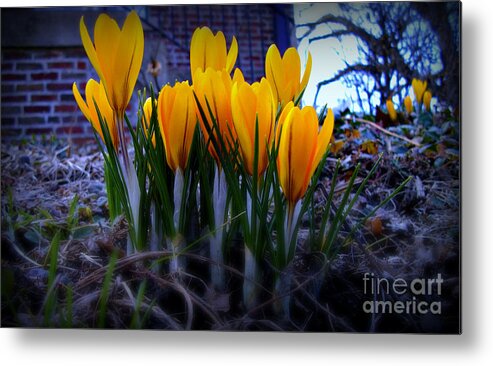 Crocus Blooms Metal Print featuring the photograph Spring Has Sprung by Frank J Casella
