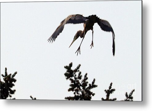 Heron Metal Print featuring the photograph Such Grace by Kimberly Furey