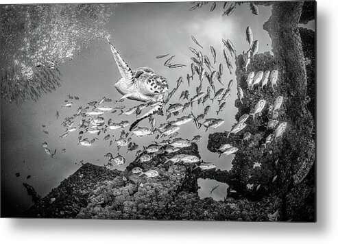 Black Metal Print featuring the photograph Swimming at School Black and White by Debra and Dave Vanderlaan