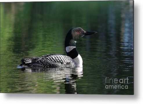 Common Loon Metal Print featuring the photograph The Beauty of a Maine Loon by Sandra Huston