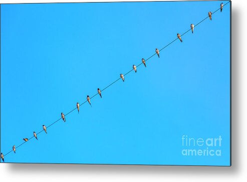 Birds Metal Print featuring the photograph The Tweeters by Daniel M Walsh