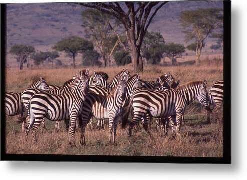 Africa Metal Print featuring the photograph Zebra Herd by Russ Considine