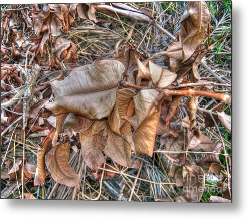 Michelle Meenawong Metal Print featuring the photograph Dead Leaves #2 by Michelle Meenawong