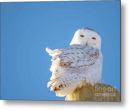  Sky Metal Print featuring the photograph Blue Sky Snowy #1 by Cheryl Baxter