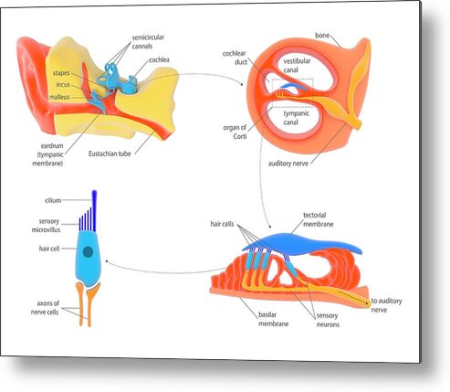 Organ Metal Print featuring the photograph Ear And Cochlear Anatomy #1 by Science Photo Library