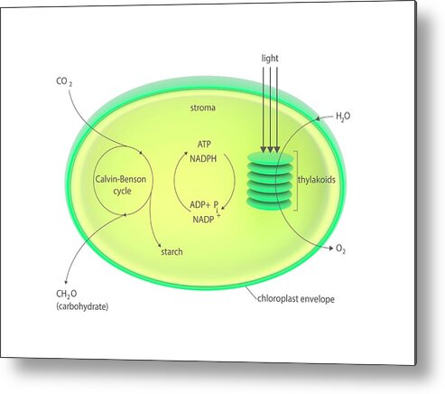 Calvin-benson Cycle Metal Print featuring the photograph Photosynthesis Metabolism #1 by Science Photo Library