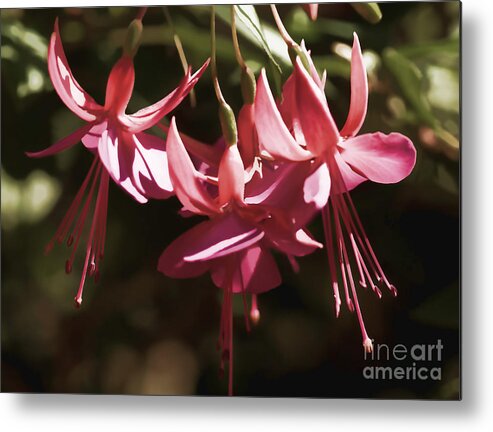 Red Fuchsia Metal Print featuring the photograph Red Fuchsia #1 by Louise Heusinkveld