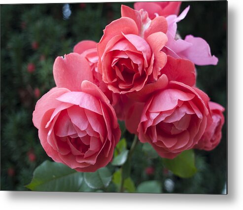 Flowers Metal Print featuring the photograph Three of a Kind #4 by Miguel Winterpacht