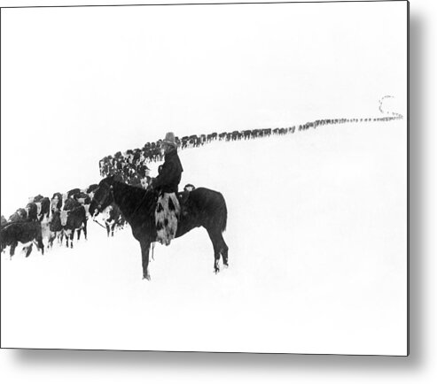 1920s Metal Print featuring the photograph Wintertime Cattle Drive by Underwood Archives Charles Belden