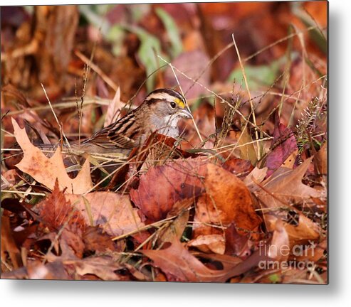 Nature Metal Print featuring the photograph White-throated Sparrow #15 by Jack R Brock