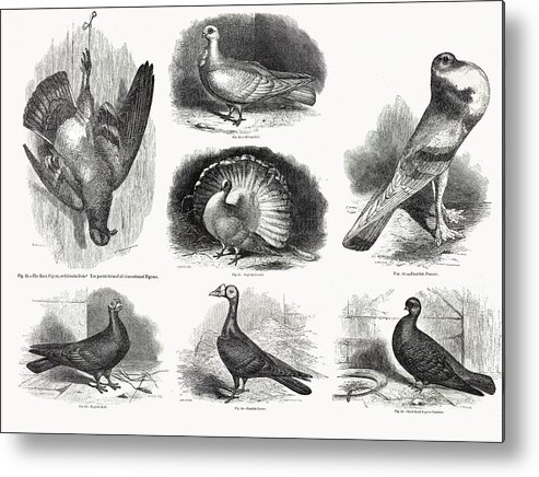 1868 Metal Print featuring the photograph 1868 Darwin Pigeon Breeds Illustration by Paul D Stewart