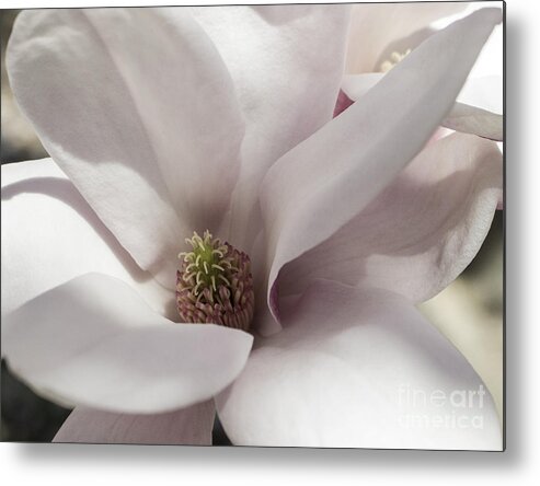 Magnolia Metal Print featuring the photograph Center Of Attention #1 by Arlene Carmel