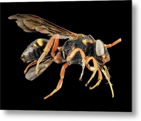 Identification Metal Print featuring the photograph Cuckoo Bee #2 by Us Geological Survey
