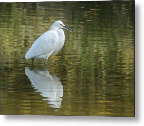 Egret Metal Print featuring the photograph Egret Reflection by Tam Ryan