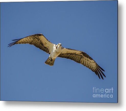 Osprey In Flight Metal Print featuring the photograph Osprey in Flight Spreading his Wings by Dale Powell