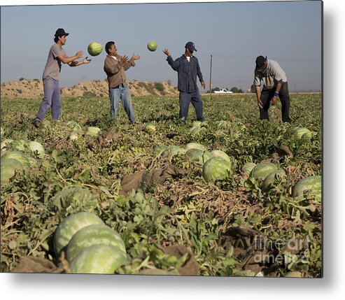 Agriculture Metal Print featuring the photograph Watermelon Harvest by Jim West