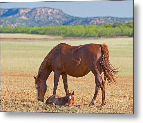 Nature Metal Print featuring the photograph Wild Horses Mother And Foal #2 by Millard H. Sharp
