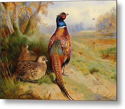 Archibald Thorburn Metal Print featuring the painting Pheasant At The Edge Of The Wood by Archibald Thorburn
