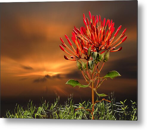 Flowers Metal Print featuring the photograph 3503 by Peter Holme III