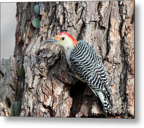 Nature Metal Print featuring the photograph Red-bellied Woodpecker #40 by Jack R Brock