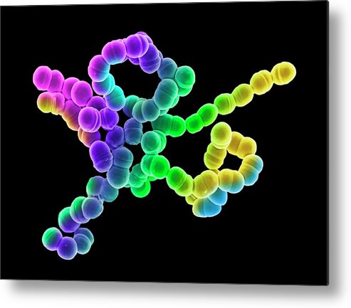 Streptococcus Metal Print featuring the photograph Streptococcus Bacteria #5 by Science Photo Library