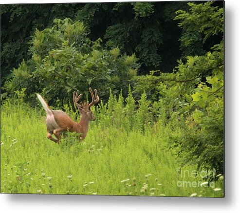 Nature Metal Print featuring the photograph White-tailed Deer #55 by Jack R Brock
