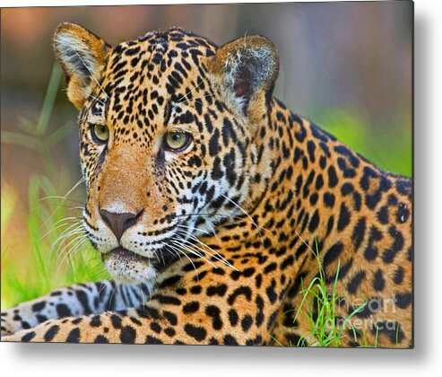 Jaguar Metal Print featuring the photograph Jaguar #8 by Millard H. Sharp