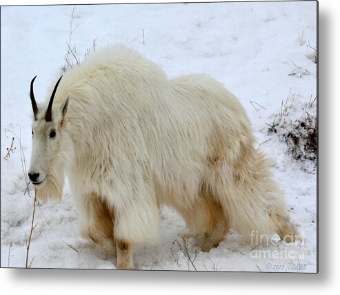 Mountain Goat Metal Print featuring the photograph A Beautiful Woman by Dorrene BrownButterfield