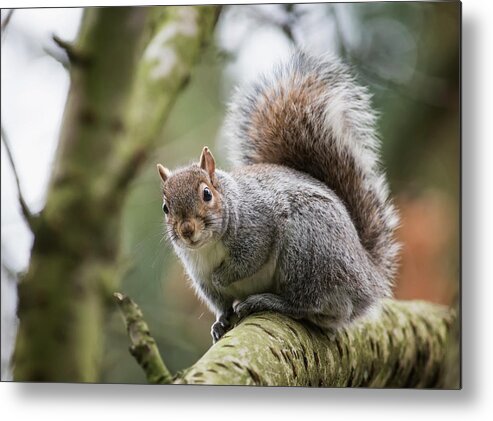 Alertness Metal Print featuring the photograph A Grey Squirrel In A Tree by John Short / Design Pics