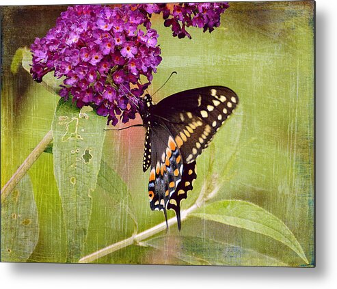Butterfly Metal Print featuring the photograph A Summer Pause by Michelle Ayn Potter