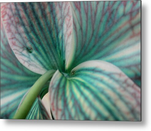 Orchid Metal Print featuring the photograph Alien by Nancy Dinsmore