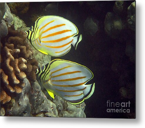 Ornate Butterflyfish Metal Print featuring the photograph An Ornate Pair by Bette Phelan