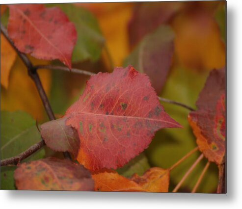 Leaves Metal Print featuring the photograph Autumn Crisp by Denise Beverly