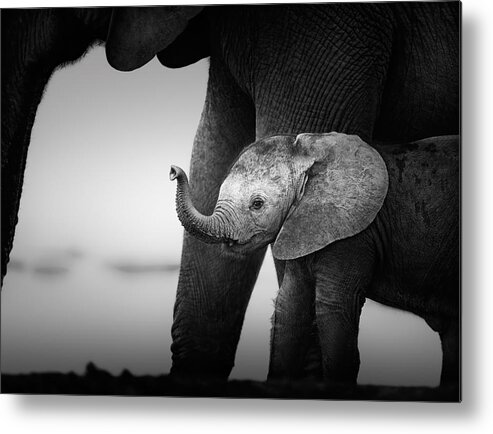 Elephant Metal Print featuring the photograph Baby Elephant next to Cow by Johan Swanepoel