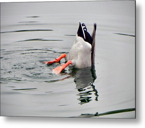 Duck Metal Print featuring the photograph Bad Landing by Deb Halloran