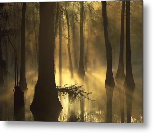 00174948 Metal Print featuring the photograph Bald Cypress Swamp at Dawn by Tim Fitzharris