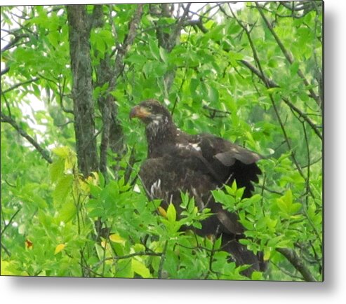 Bald Eagle Metal Print featuring the photograph Bald Eagle in a Tree by Robert Nacke