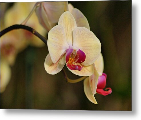 Orchid Metal Print featuring the photograph Beautiful Orchid by Sandy Keeton
