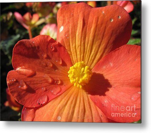 Flowers Metal Print featuring the photograph Begonia Tears by Csilla Florida