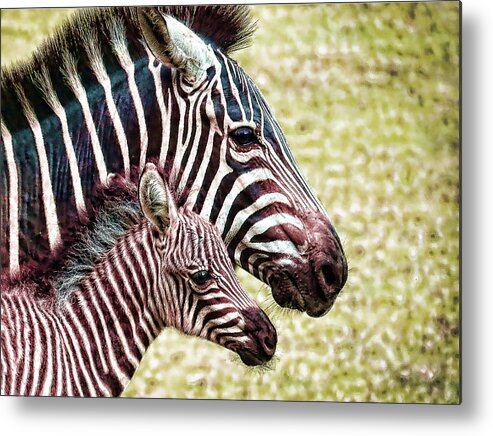 Zebra Metal Print featuring the photograph Big and little by Jaki Miller