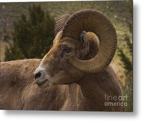 Ovis Canadensis Metal Print featuring the photograph Big Horn Ram  #5098 by J L Woody Wooden
