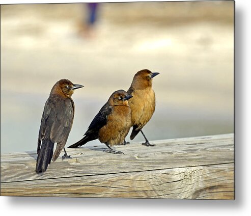 Bird Metal Print featuring the digital art Bird Convention 2 by Lynda Lehmann